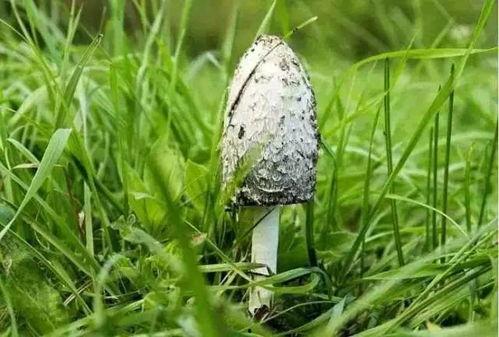 娱乐吃瓜菌子,揭秘娱乐圈那些不为人知的幕后故事