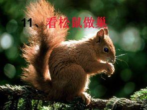 娱乐吃瓜小松鼠小说,小松鼠的吃瓜日常