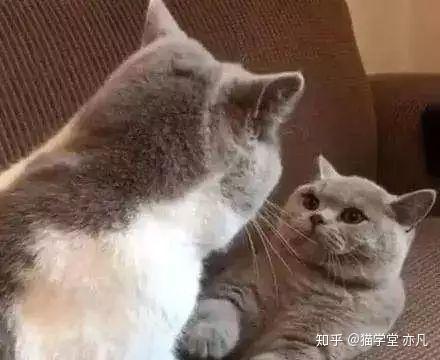 娱乐吃瓜君猫生气歌,萌宠音乐新潮流