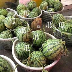 娱乐吃瓜壁纸,揭秘明星幕后故事，带你领略娱乐圈风云变幻